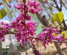 关于忻州紫荆花客场收获三分，晋级积分榜的信息